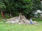 roots.JPG (207 KB)